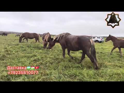 Видео: Г Абакан РЕКОРДни Уйридан Қулун Тойлар 03.10.2025 йил 