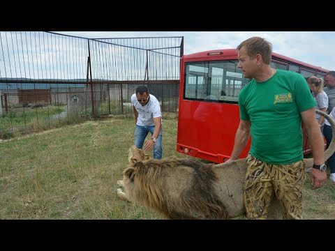 Видео: История чёрного льва Мирона! Парк львов Тайган #тайган