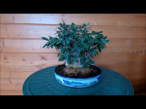 Видео: Бонсай оливы содержание уход ошибки фото и видео зима 2023 год часть 1