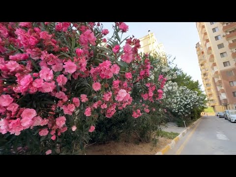Видео: Баку. Новая Ясамальская жизнь))