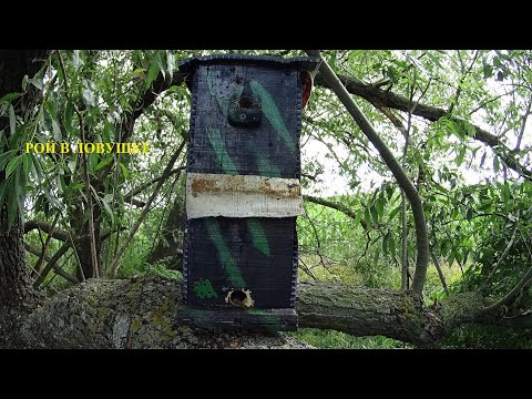 Видео: ЧЕТВЕРТАЯ ЛОВУШКА С РОЕМ ПЧЁЛ. РОЕЛОВСТВО 2022.