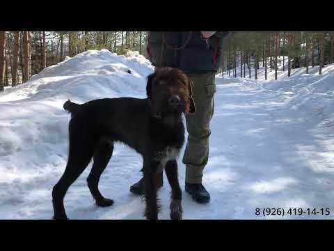 Видео: Как отучить собаку бояться выстрела