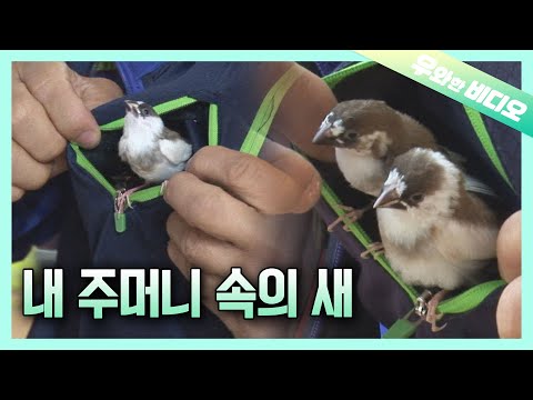 Видео: Мужчина, выращивающий птиц в кармане куртки 🐦