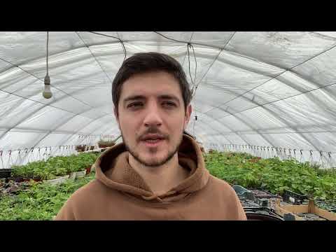 Видео: Вот почему семена плохо всходят! Не допускайте этих ошибок!