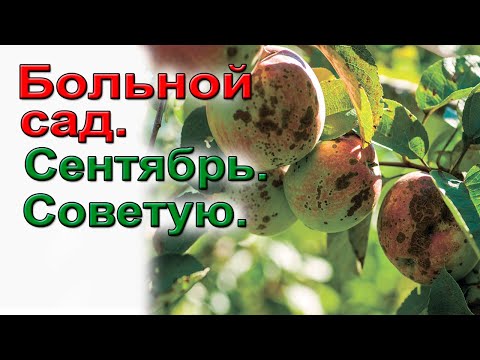 Видео: Больной сад Сентябрь Советую