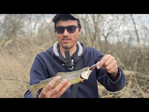 Видео: Рыбалка на крупную форель. Дикая, чисто дикая форель Кавказа. #fishing #trout