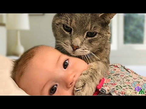 Видео: Жил - был КОТ 6 «Да, нелегко быть нянькой!» - вздохнул Серый, и отправился на ночь в сарай