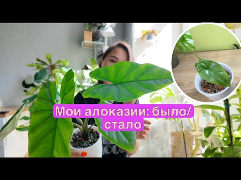 Видео: Как растут мои алоказии, приобретенные в разное время 