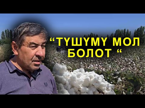 Видео: ПАХТАНЫН БИРИНЧИ ТЕРИМИ БАШТАЛДЫ