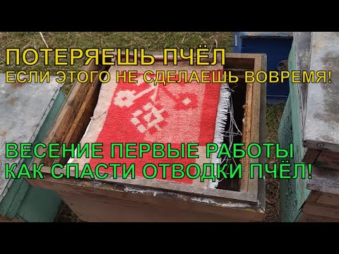 Видео: ПЧЁЛЫ ПОГИБНУТ если этого не сделать ВАЖНЫЕ РАБОТЫ ПО ВЕСНЕ как спасти отводки