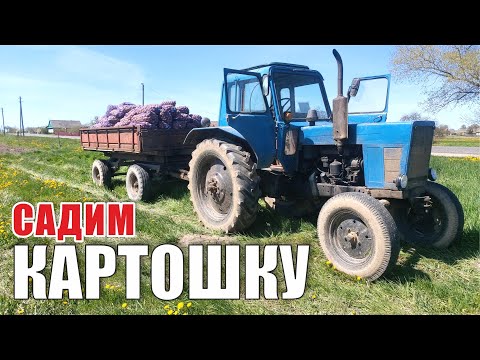 Видео: садим КАРТОРШКУ и настраиваем САЖАЛКУ