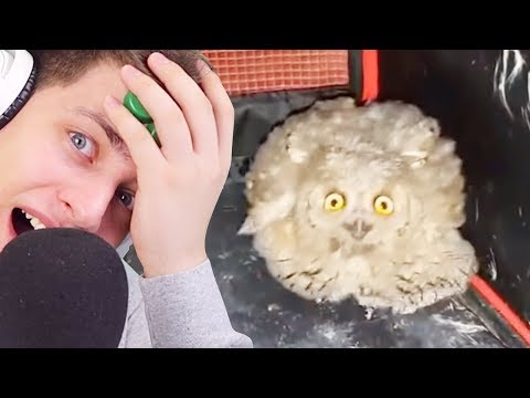 Видео: ТЕСТ НА ПСИХИКУ - КТО ЗАСМЕЯЛСЯ, ТОТ ПОПА! (HypeR - Попробуй не засмеяться)