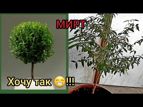 Видео: Экстракт ивы (РАДИГРИН) для черенков МИРТА.