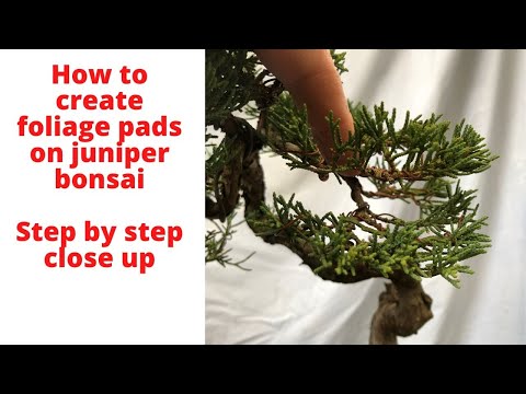 Видео: Как создать подложку из можжевельника в стиле бонсай. Пошаговое руководство и подробный обзор про...