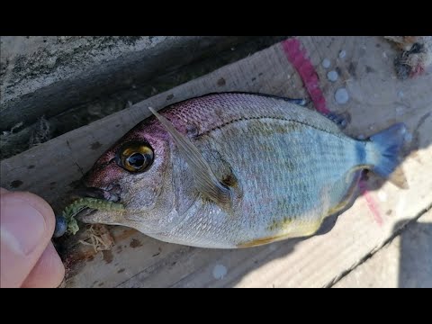 Видео: Рокфишинг.Горбыль и скорпена на Marukyu. Сушеный морской червь с алиэкспресс
