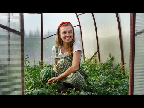 Видео: КАК ПОДРОСЛИ НАШИ УРАЛЬСКИЕ АРБУЗЫ | ИСКУПАЛИСЬ В РЕКЕ | СПАСАЕМСЯ ОТ ЖАРЫ