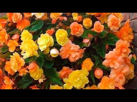 Видео: ‼️ПОСЫЛКА В МИНУС-8‼️ ГРАДУСОВ❄️❄️❄️ОПРАВДАН ЛИ ЭТОТ РИСК?🤦‍♀️🤦‍♀️🤦‍♀️