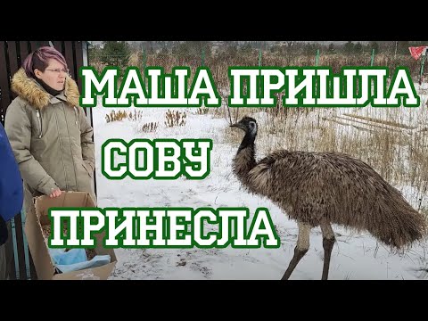 Видео: Мария Маркина пришла, злую сову принесла