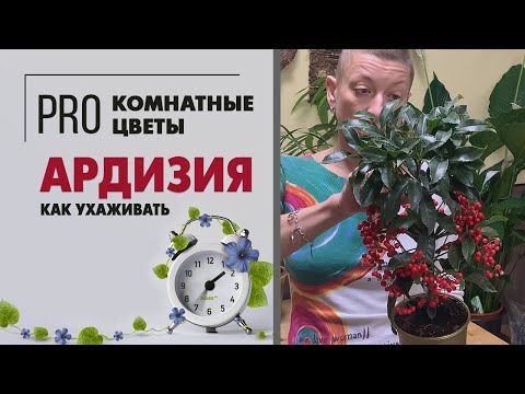 Видео: Ардизия - комнатное растение с прекрасными ягодами. Зимнее, плодоносящее, декоративное...