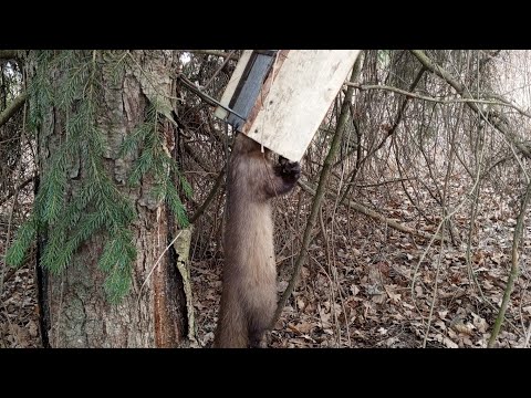 Видео: перевіряю капкани. 26.12.24