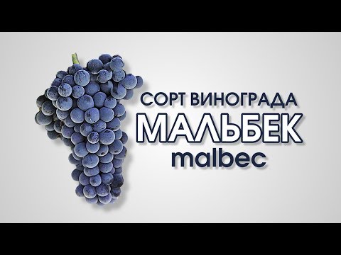 Видео: Виноголик. Сорт красного винограда Мальбек