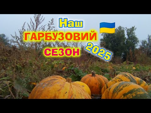 Видео: Гарбузи 2025р. Як садимо, збираємо ,молотимо ,миємо ,сушимо!
