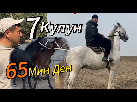 Видео: Чекир Кулундар  Арман Оптумга +996778747461
