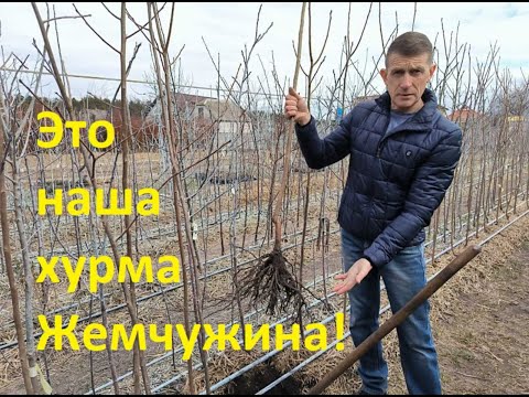 Видео: Крутая хурма от Сад без проблем