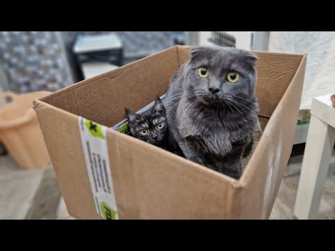 Видео: Жильцы бросили  котов в подъезде а сами уехали | Дом под снос | котам идти некуда | Saving Cats