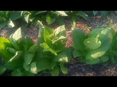 Видео: Медленный рост растений и раннее цветение