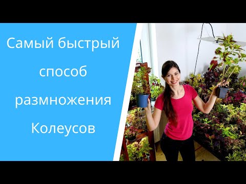 Видео: 50 сортовых Колеусов: весеннее черенкование. Быстрый и компактный способ👍.