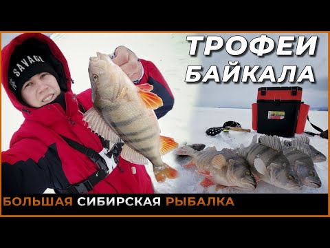 Видео: Ловля трофейного окуня на Байкале | Рыбалка в "Провале".