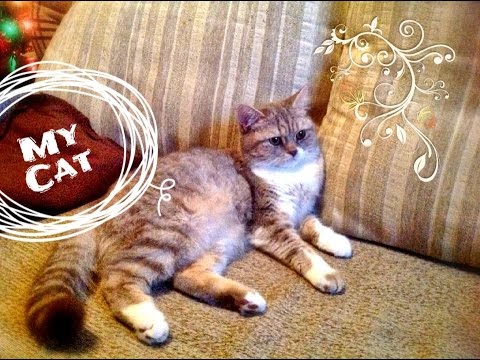 Видео: Моя кошка - самые эффективные средства против блох. Дерматит у котов