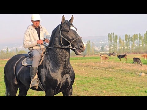 Видео: Касатка Кара Кашка Ат😱