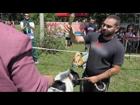 Видео: Българското овчарско куче е гордостта на България