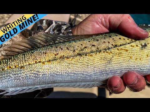 Видео: ЛУЧШАЯ РЫБАЛКА НА МЕРТУХА НА ПЛАНЕТЕ? — Порт-Сорелл, Тасмания