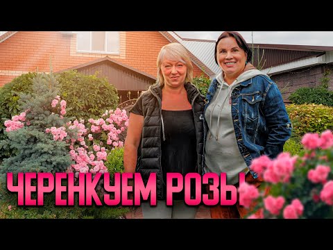 Видео: Как черенковать розы?