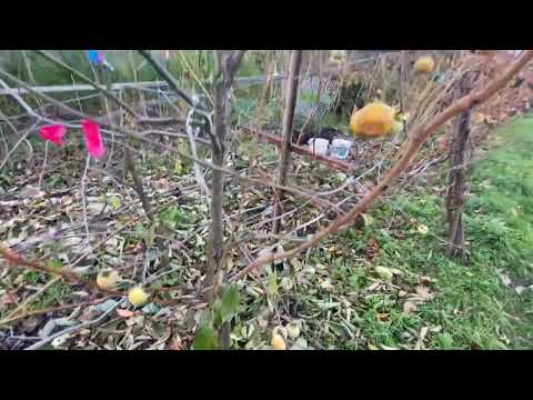 Видео: 26 жовтня 2025 р.