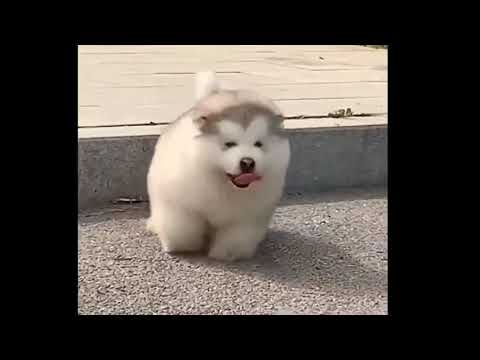 Видео: Пушистые аляскинские маламуты