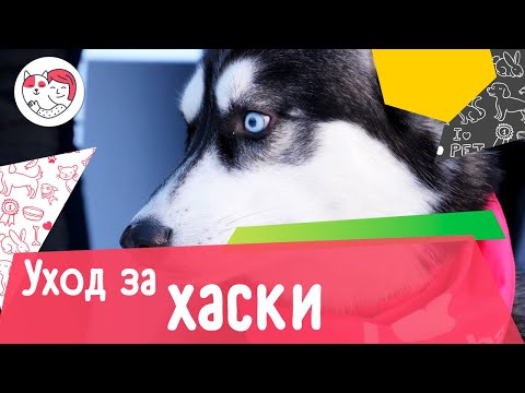 Видео: 5 особенностей ухода за сибирскими хаски