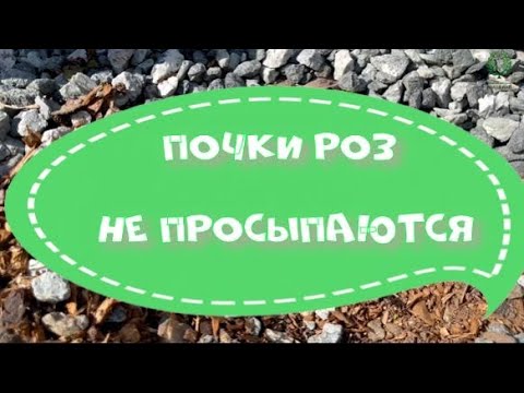 Видео: Почки роз не просыпаются. Питомник  растений Е. Иващенко
