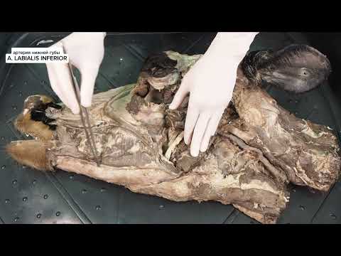 Видео: артерии головы крупного рогатого скота