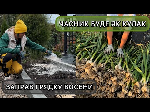 Видео: Як підготувати грядку для посадки часнику восени. Коли і що вносити, щоб урожай був крупний.