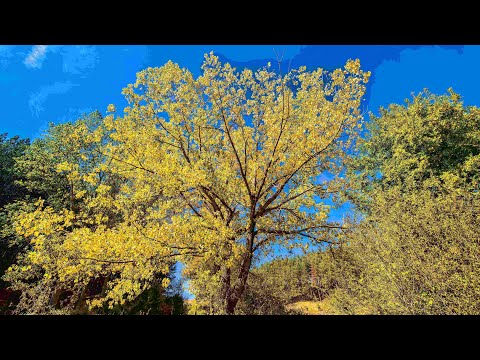 Видео: ДУПНИЦА - Неочакваното откритие