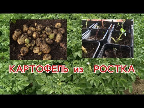 Видео: Урожай картофеля выращеный из ростка