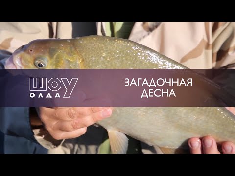 Видео: Загадочная Десна. Часть 2 | ШоуОлда №23