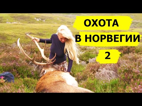 Видео: ОХОТА В НОРВЕГИИ! Часть вторая. Авторская версия.Охотничьи приключения в Норвегии/NORDIC WILD HUNTER
