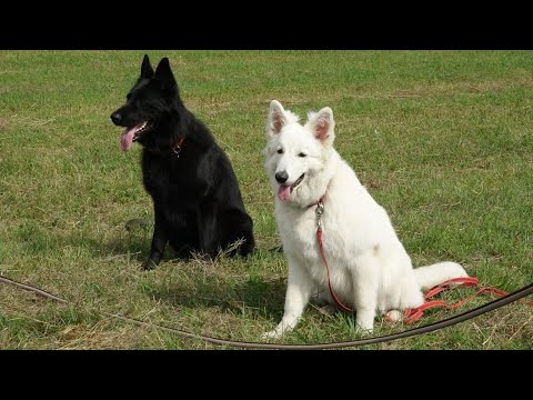 Видео: ДТ - 380. Дог-фитнес на поле - работают овчарки