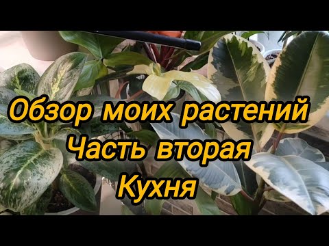 Видео: Обзор коллекции моих растений. Осень 2024. Часть вторая(кухня)