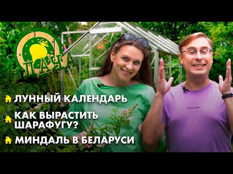 Видео: Шарафуга на белорусской даче | Как вырастить миндаль? | Уникальные сорта перца | Дача